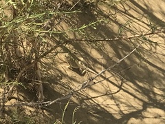 Phrynocephalus mystaceus