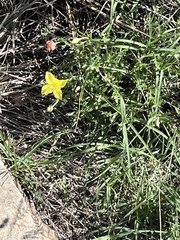 Oenothera