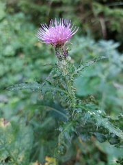 Cirsium palustre