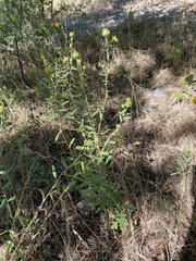 Grindelia squarrosa