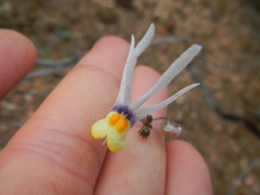 Nemesia cheiranthus