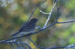 Emberiza leucocephalos
