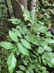 Juglans nigra