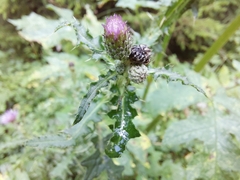 Cirsium palustre