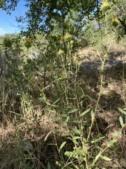 Grindelia squarrosa