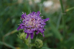 Knautia