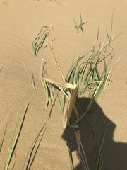 Leymus racemosus
