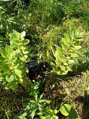 Hylotelephium telephium