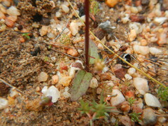 Nemesia cheiranthus