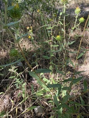 Grindelia squarrosa