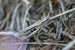 Chorthippus albomarginatus