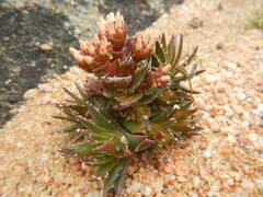Crassula alpestris