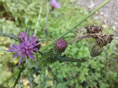 Cirsium palustre