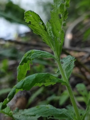 Teucrium scordium