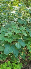Ptelea trifoliata