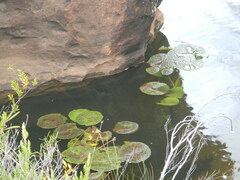 Nymphaea