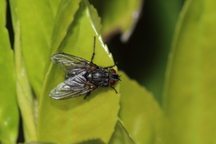 Calliphora vicina