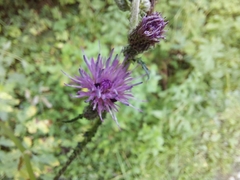 Cirsium palustre