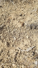 Tabanomorpha