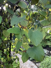Aristolochia tomentosa