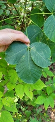Ptelea trifoliata