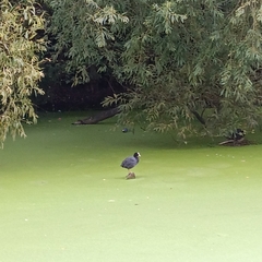 Fulica atra