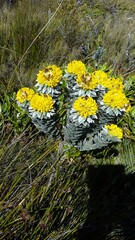 Xiphotheca fruticosa