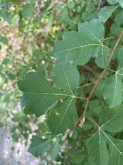 Rhus trilobata