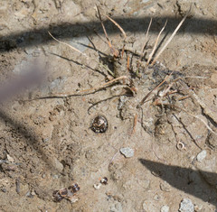 Cicindela