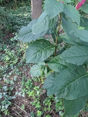 Phytolacca