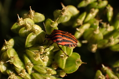 Graphosoma italicum