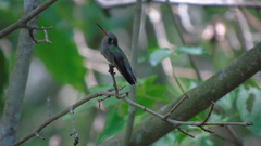 Cynanthus doubledayi