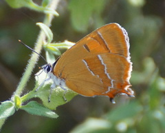 Thecla betulae