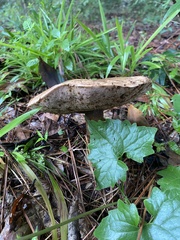 Tylopilus