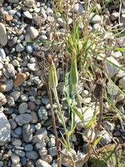 Tragopogon pratensis
