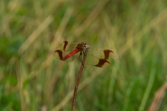 Sympetrum pedemontanum