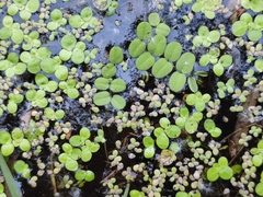 Salvinia natans