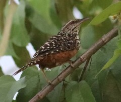 Campylorhynchus zonatus