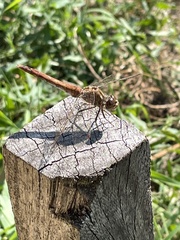Sympetrum striolatum