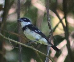 Sporophila morelleti