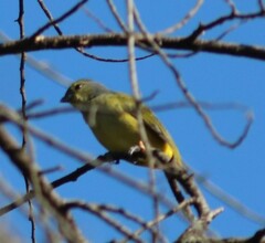 Euphonia affinis