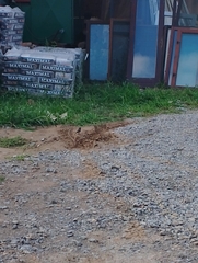 Phoenicurus ochruros