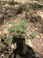 Chamaebatia foliolosa