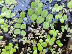 Salvinia natans