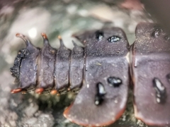 Platerodrilus ruficollis