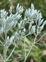 Eupatorium leucolepis