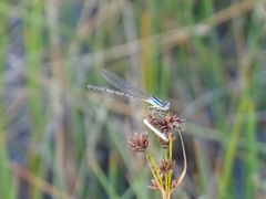 Argia alberta