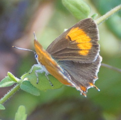 Thecla betulae