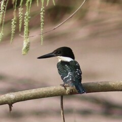 Chloroceryle americana