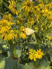 Colias philodice